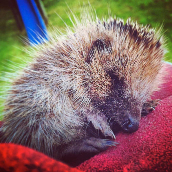Le petit hérisson
