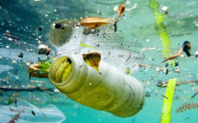 La liste des magasins sans emballage de wallonie